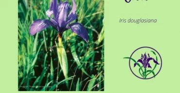 iris-a-flor-simbolo-dos-florais-da-california